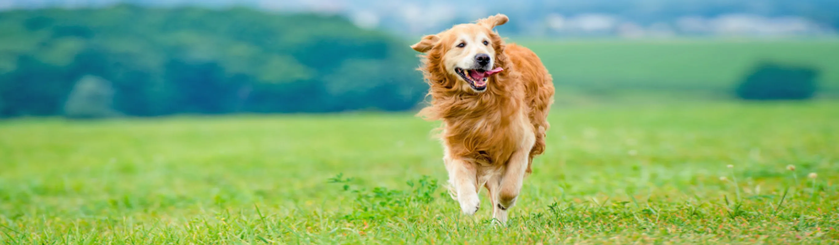 Brown Dog Running Through a Grassy Field
